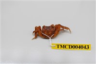 藏品(角額仿相手蟹)的圖片